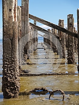 Old jetty posts in shallow muddy harbour