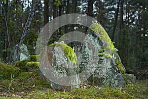 Old Jewish cemetery in the forest. The cemetery is located in Poland. Unreadable Yiddish text inscriptions on the stones.