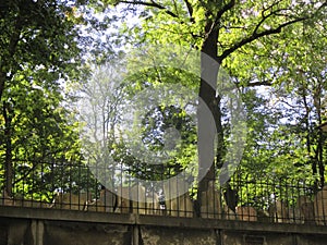 The old Jewish cemetery in Prague