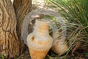 Old jugs near tree, archaeological park of Shiloh, Israel