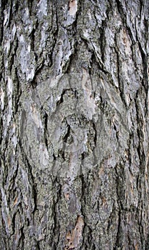 Juniper bark texture