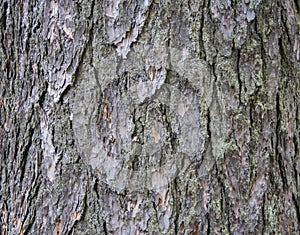Juniper bark texture