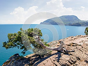 Old juniper tree growing on steep rock against the sea