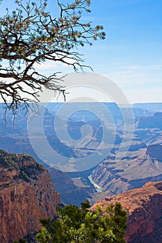 Old juniper tree, Juniperus communis L. ( Cupressaceae), on the edge of the Grand Canyon, Arizona.