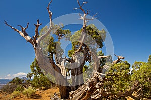 Old juniper tree in New Mexico desert