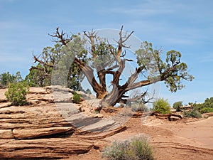Old juniper tree in red rock desert