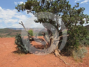 Old Juniper Tree in Sedona