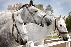 Old Kladruby Horse in Czech Republic