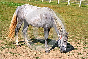 Old Kladruby horses out at grass