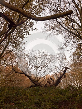 old knobbley famous oak tree furze hills mistley forest big tree