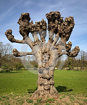 Old knotted willow tree with branches like arms, Alden-Biesen, Belgium