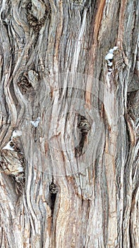Knotty Juniper Tree Trunk Bark