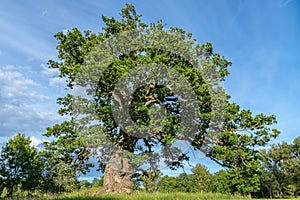 Old knotty oak tree in a summer sunlight