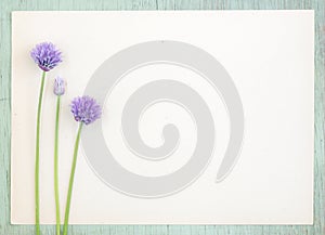 Old kraft paper with purple onion flowers on grunge background.