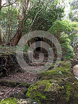 Old ladder house overgrown with different types of vegetation