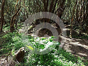 Old ladder house overgrown with different types of vegetation