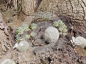 Old lady cactus Mammillaria hahniana
