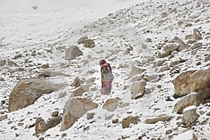 Old lady climb into dangerous areas to bring home the lost yaks