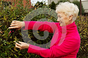 An old lady is cutting bushes.