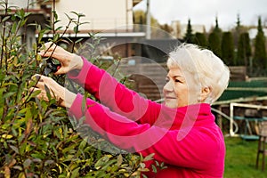 An old lady is cutting bushes.