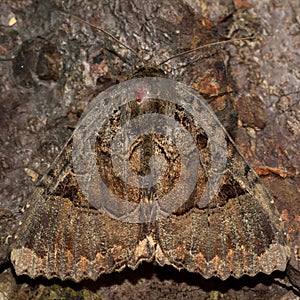 Old lady moth (Mormo maura)