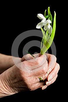 Old lady`s hands holding a snowdrop. Aging concept.