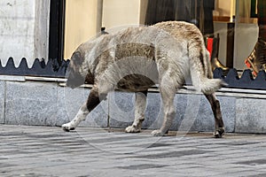 An old lame stray dog walks along the sidewalk.