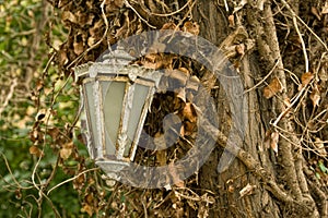 Old Lamp Hanging On Tree
