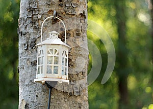 Old lamp on tree in the garden