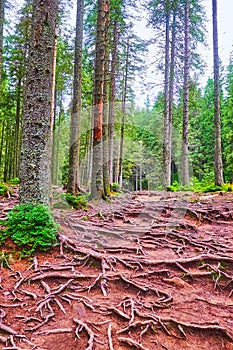 Old larch trees with spread roots, Mount Hoverla, Carpathians, Ukraine