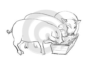 Pigs eat from a trough. Pencil drawing photo