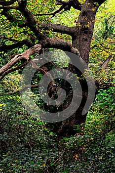 Old Large Curved Tree in the Woods in autumn