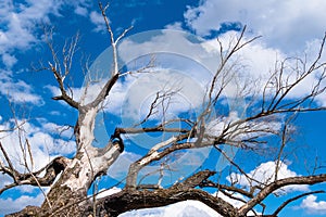 An old large dead tree stretches its branches as if it were as if with a plea to a bright blue sky through which white fluffy clou