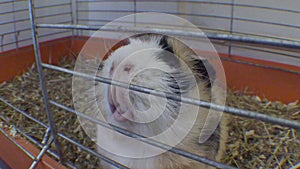 Old large guinea pig in a cage close up.