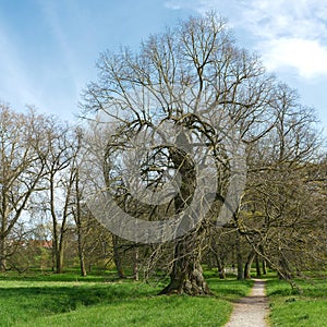 Old large-leaved linden Tilia platyphyllos in a public park in springtime photo