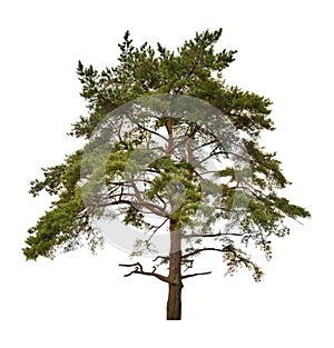 Old large pine isolated on white