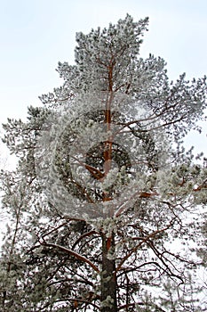 Old large pine tree on white background