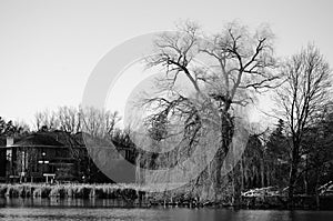 Old large weeping Willow in black and white at a pond