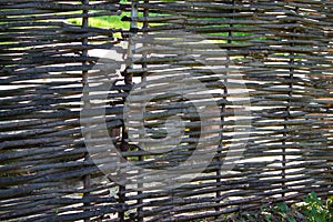 Old lath fence made of willow rods. Natural background.