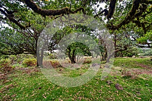 Old laurel forest or Laurissilva Forest on Madeira photo