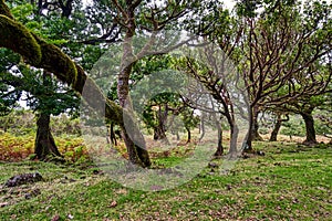 Old laurel forest or Laurissilva Forest on Madeira photo