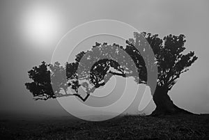 Old laurus tree on foggy madeira