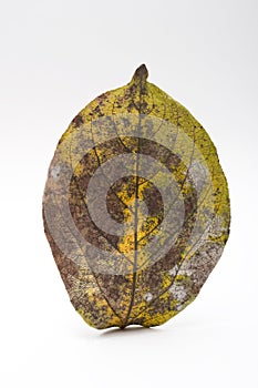 Old leaf
