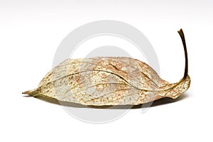 Old leaf