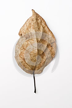 Old leaf