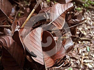 Old leaf brown effrct