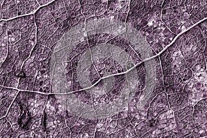 Old leaf macro texture. Purple leaf texture.