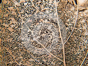 Old leaf texture gold brown