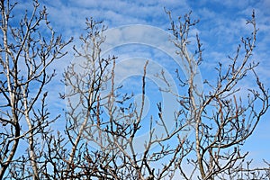 Old leafless tree branches on sky background.