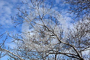 Old leafless tree branches on sky background.